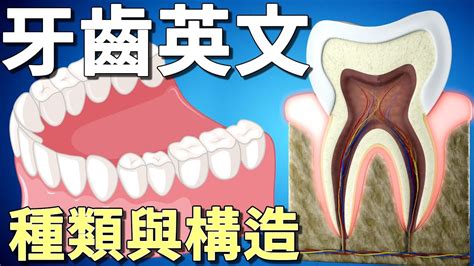 牙齒 單數|牙齒英文